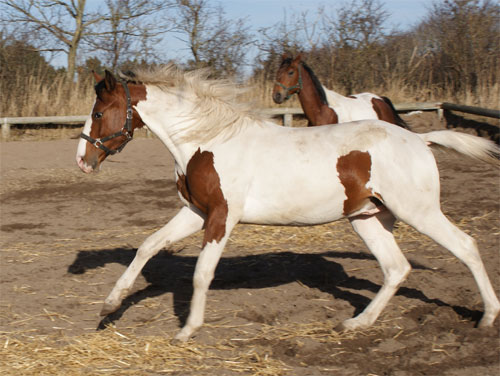 Søholm's Hennessey marts 2012