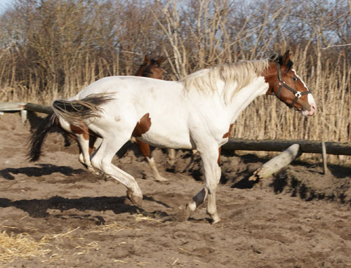 Søholm's Hennessey marts 2012