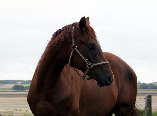 Miles, august 2008