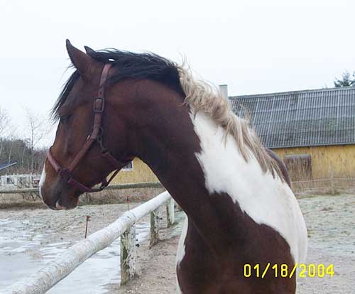 Wyatt Earp, januar 2004